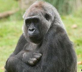 主播吃瓜猩猩是谁啊视频,网络红人的崛起之路