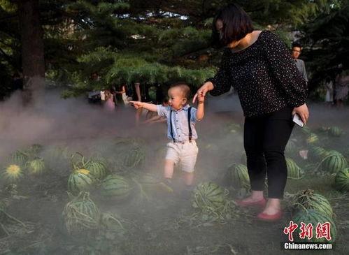 田阿姨吃瓜视频在线播放,揭秘网络红人的幕后生活