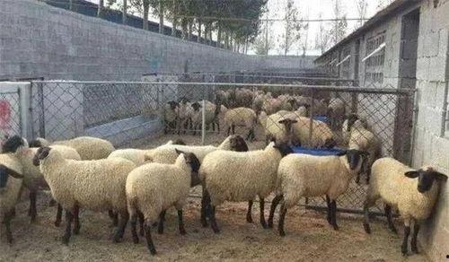 吃蜜瓜喂羊视频播放下载,甜蜜瞬间，温馨下载分享