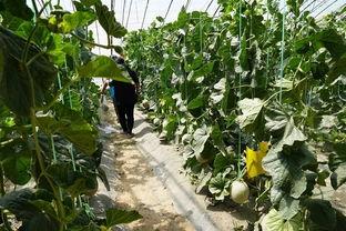 金川吃瓜视频,揭秘网红美食背后的故事