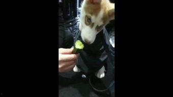 路人看到狗吃瓜视频,吃瓜视频走红网络