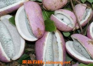 北方人吃八月瓜好吗视频,北方人的夏日美味探索