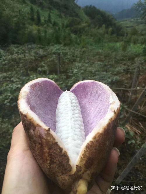 有没有吃八月瓜的人啊视频,揭秘神秘果实的魅力