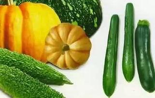 吃老瓜视频,揭秘老瓜的独特魅力与烹饪技巧